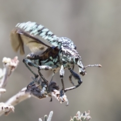 Chrysolopus spectabilis at Tuggeranong DC, ACT - 21 Jan 2021