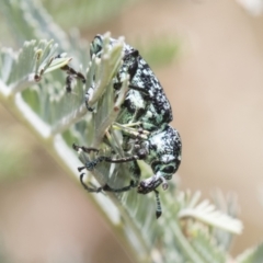 Chrysolopus spectabilis at Tuggeranong DC, ACT - 21 Jan 2021