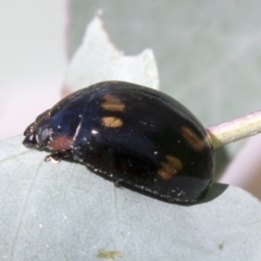 Paropsisterna octosignata (Eucalyptus leaf beetle) at Kambah, ACT - 20 Jan 2021 by AlisonMilton