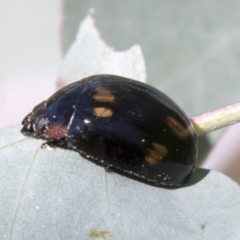 Paropsisterna octosignata (Eucalyptus leaf beetle) at Urambi Hills - 20 Jan 2021 by AlisonMilton