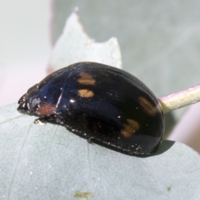 Paropsisterna octosignata (Eucalyptus leaf beetle) at Urambi Hills - 20 Jan 2021 by AlisonMilton