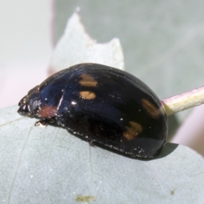 Paropsisterna octosignata (Eucalyptus leaf beetle) at Kambah, ACT - 20 Jan 2021 by AlisonMilton