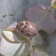 Paropsisterna m-fuscum (Eucalyptus Leaf Beetle) at Urambi Hills - 20 Jan 2021 by AlisonMilton