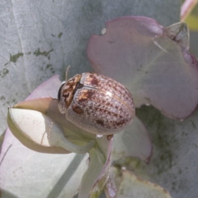 Paropsisterna m-fuscum (Eucalyptus Leaf Beetle) at Urambi Hills - 20 Jan 2021 by AlisonMilton