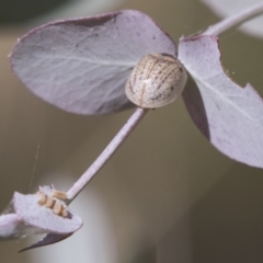 Paropsisterna m-fuscum at Kambah, ACT - 21 Jan 2021 09:28 AM