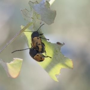 Cadmus (Cadmus) litigiosus at Tuggeranong DC, ACT - 21 Jan 2021