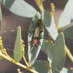 Chauliognathus tricolor (Tricolor soldier beetle) at Urambi Hills - 20 Jan 2021 by AlisonMilton