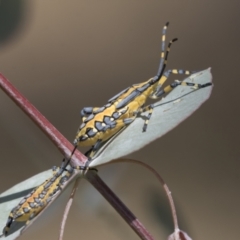 Amorbus sp. (genus) (Eucalyptus Tip bug) at Kambah, ACT - 20 Jan 2021 by AlisonMilton