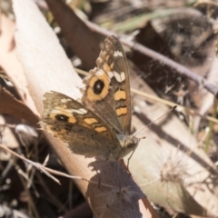 Junonia villida (Meadow Argus) at Tuggeranong DC, ACT - 21 Jan 2021 by AlisonMilton