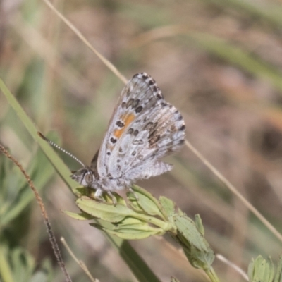 Lucia limbaria (Chequered Copper) at Tuggeranong DC, ACT - 20 Jan 2021 by AlisonMilton