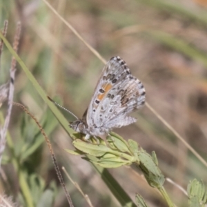 Lucia limbaria at Tuggeranong DC, ACT - 21 Jan 2021 10:39 AM