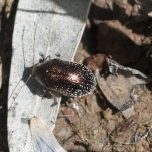 Edusella sp. (genus) at Forde, ACT - 7 Nov 2020