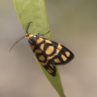 Asura lydia (Lydia Lichen Moth) at Tuggeranong DC, ACT - 21 Jan 2021 by AlisonMilton