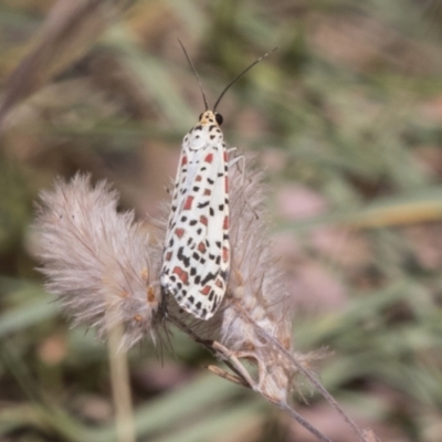 Utetheisa pulchelloides (Heliotrope Moth) at Kambah, ACT - 21 Jan 2021 by AlisonMilton
