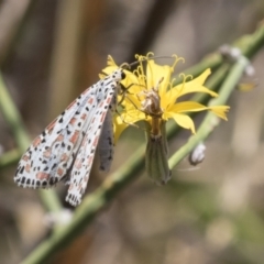 Utetheisa pulchelloides at Kambah, ACT - 21 Jan 2021 11:02 AM