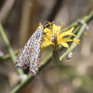 Utetheisa pulchelloides at Kambah, ACT - 21 Jan 2021 11:02 AM