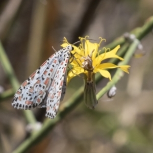 Utetheisa pulchelloides at Kambah, ACT - 21 Jan 2021 11:02 AM