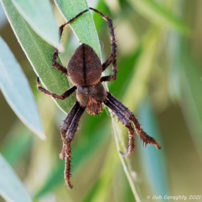 Araneinae (subfamily) (Orb weaver) at Jerrabomberra Wetlands - 22 Jan 2021 by regeraghty