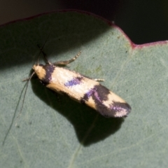 Olbonoma triptycha (Chezela Group) at Urambi Hills - 20 Jan 2021 by AlisonMilton