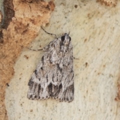 Spectrotrota fimbrialis (A Pyralid moth) at Kambah, ACT - 21 Jan 2021 by AlisonMilton