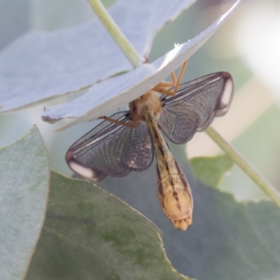 Nymphes myrmeleonoides (Blue eyes lacewing) at Urambi Hills - 20 Jan 2021 by AlisonMilton