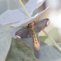 Nymphes myrmeleonoides at Tuggeranong DC, ACT - 21 Jan 2021