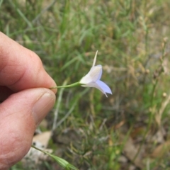 Wahlenbergia luteola (Yellowish Bluebell) at Nangus, NSW - 27 Nov 2010 by abread111