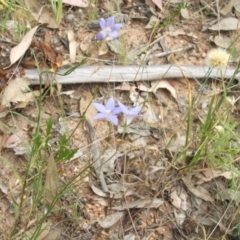 Wahlenbergia luteola at Nangus, NSW - 27 Nov 2010