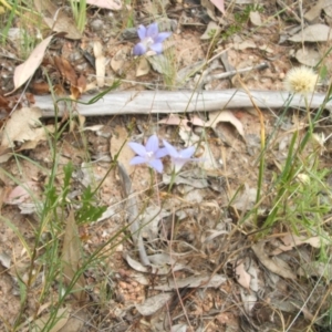 Wahlenbergia luteola at Nangus, NSW - 27 Nov 2010