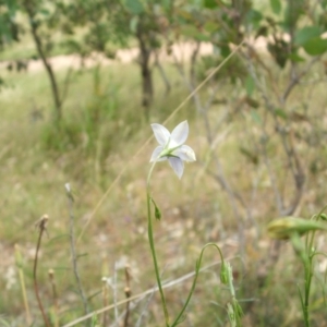 Wahlenbergia luteola at Nangus, NSW - 27 Nov 2010