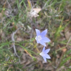 Wahlenbergia luteola at Nangus, NSW - 27 Nov 2010 04:15 PM