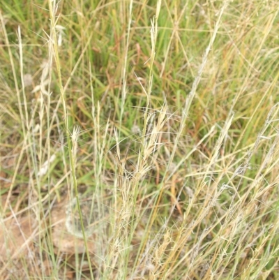 Aristida (genus) (A Wiregrass) at Jones Creek, NSW - 7 Jan 2011 by abread111