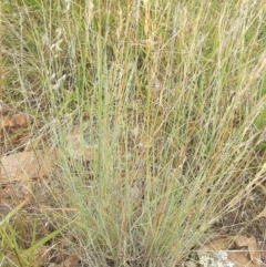 Aristida sp. at Jones Creek, NSW - 7 Jan 2011