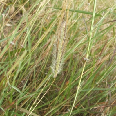 Dichanthium sericeum (Queensland Blue-grass) at Jones Creek, NSW - 7 Jan 2011 by abread111