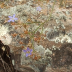 Wahlenbergia sp. at Jones Creek, NSW - 7 Jan 2011 04:59 PM