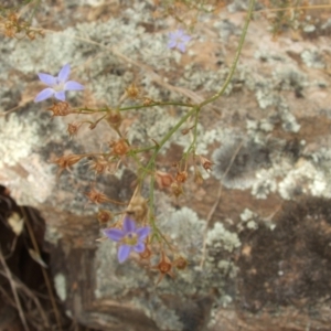 Wahlenbergia sp. at Jones Creek, NSW - 7 Jan 2011 04:59 PM