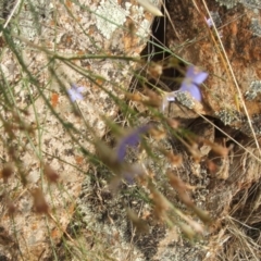 Wahlenbergia sp. at Jones Creek, NSW - 7 Jan 2011 04:59 PM