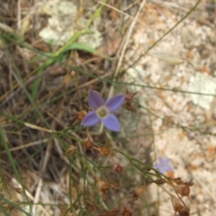 Wahlenbergia sp. at Jones Creek, NSW - 7 Jan 2011 04:59 PM