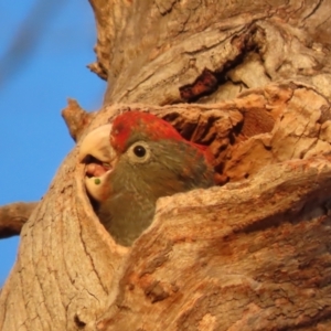 Callocephalon fimbriatum at Garran, ACT - suppressed