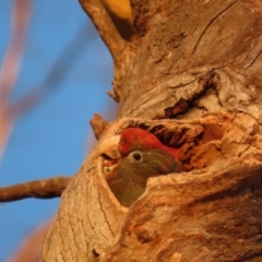 Callocephalon fimbriatum at Garran, ACT - suppressed