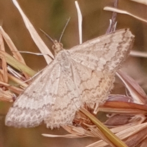 Scopula rubraria at Cook, ACT - 30 Dec 2020 09:42 AM