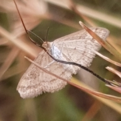 Scopula rubraria at Cook, ACT - 30 Dec 2020 09:42 AM