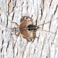 Bobilla sp. (genus) (A Small field cricket) at Holt, ACT - 20 Jan 2021 by Harrisi