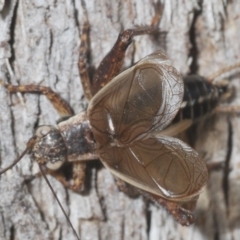 Bobilla sp. (genus) at Holt, ACT - 20 Jan 2021 06:58 PM