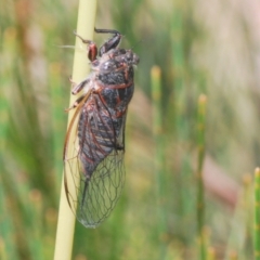 Atrapsalta sp. (genus) (Unidentified bark squeaker) at Lower Boro, NSW - 21 Jan 2021 by Harrisi