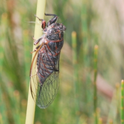 Atrapsalta sp. (genus) (Unidentified bark squeaker) at Goulburn Mulwaree Council - 21 Jan 2021 by Harrisi