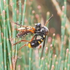 Brachyrhopala sp. (genus) (Robber fly) at Goulburn Mulwaree Council - 21 Jan 2021 by Harrisi