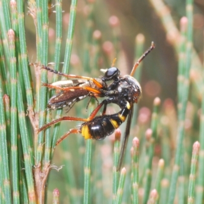 Brachyrhopala sp. (genus) (Robber fly) at Lower Boro, NSW - 21 Jan 2021 by Harrisi