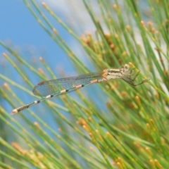 Austrolestes leda (Wandering Ringtail) at Goulburn Mulwaree Council - 21 Jan 2021 by Harrisi