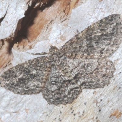 Ectropis fractaria (Ringed Bark Moth) at Windellama, NSW - 21 Jan 2021 by Harrisi